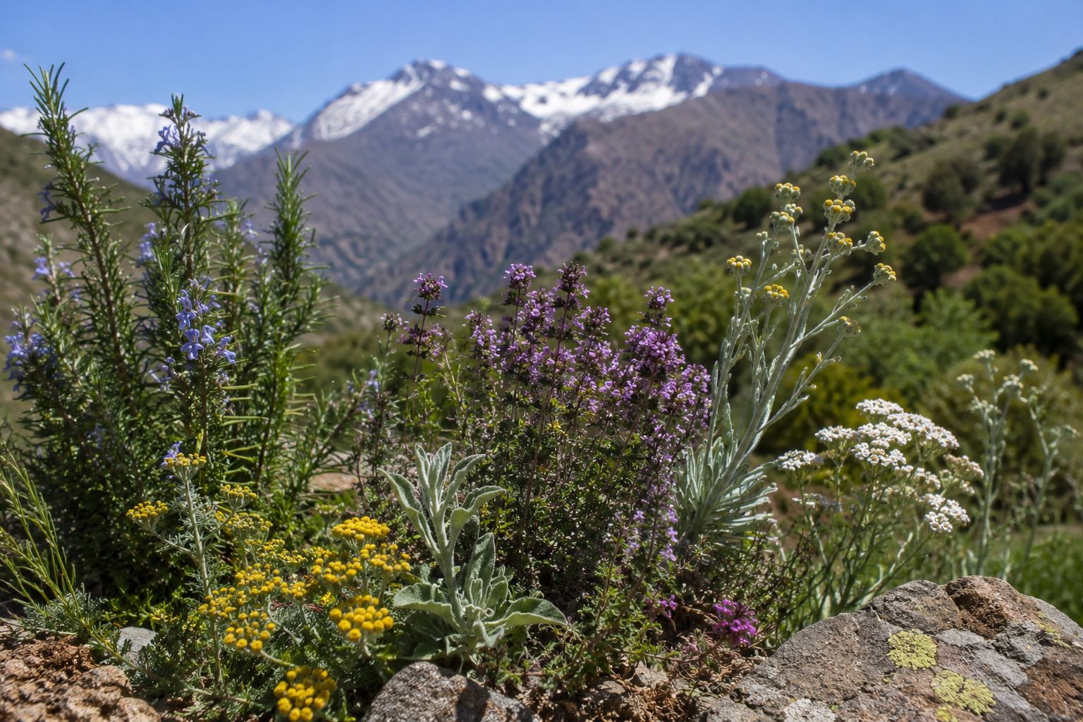 plantes sauvages